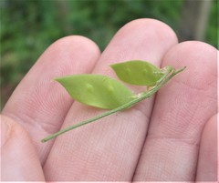 Vicia disperma