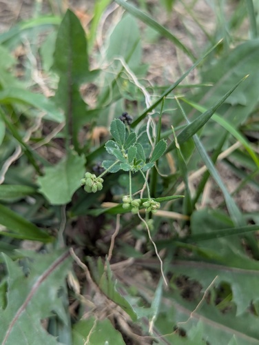 Black Medick
