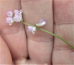 Vicia disperma