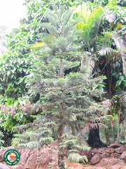 Araucaria heterophylla