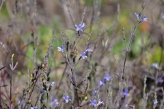 Carlowrightia parviflora