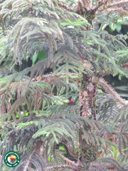 Araucaria heterophylla