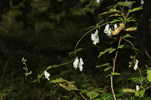 Aconitum ciliare iNat (2)
