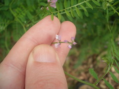 Vicia disperma