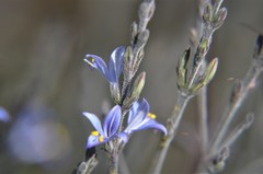 Carlowrightia parviflora