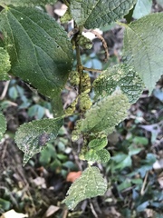Boehmeria pilosiuscula