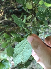 Boehmeria pilosiuscula