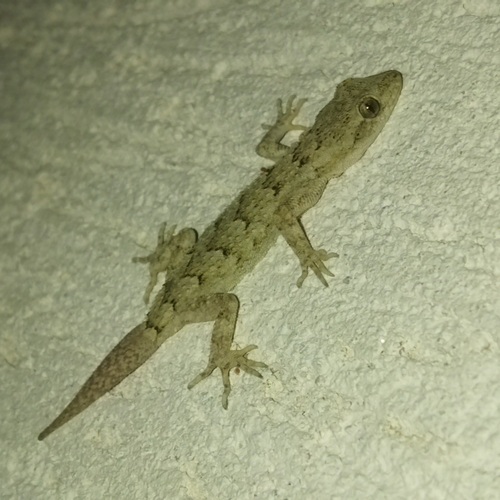 Mediterranean Thin-toed Gecko, 4292 Dobri dol, Bulgaria, photo 7 of 10