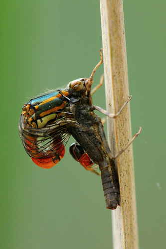 Large Red Damselfly, photo 5 of 10