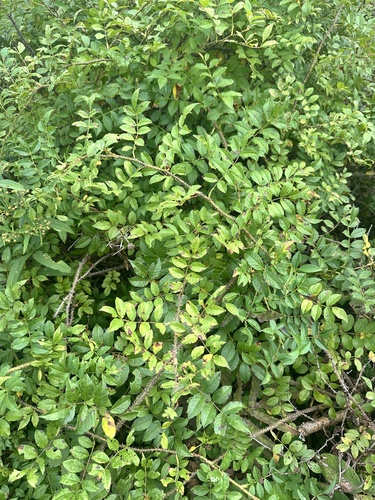 Rosa maximowicziana, photograph 4