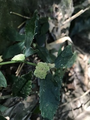 Elatostema cyrtandrifolium