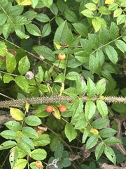Rosa maximowicziana, photograph (c) Tatyana Petrenko, some rights reserved (CC BY)