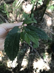 Elatostema cyrtandrifolium