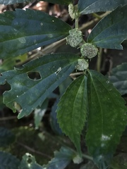 Elatostema cyrtandrifolium