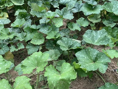 Squash