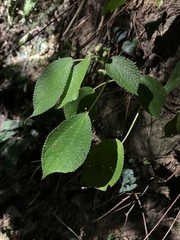 Boehmeria pilosiuscula