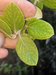 Arctostaphylos crustacea