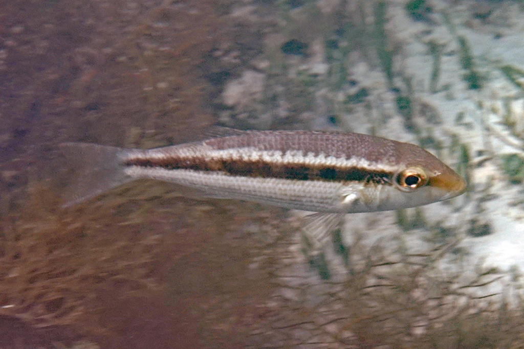Slanke keizer (Lethrinus variegatus) — Lethrinidae