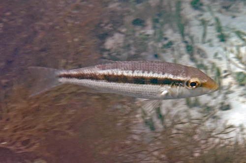 Emperor (Lethrinus variegatus) — Lethrinidae