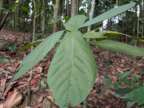 Nauclea officinalis observed 2025-09-13