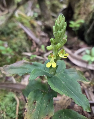 Anoectochilus sandvicensis observed 2025-09-03