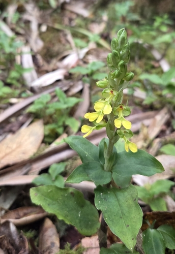 Anoectochilus sandvicensis observed 2025-09-03