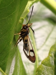 Synanthedon tipuliformis
