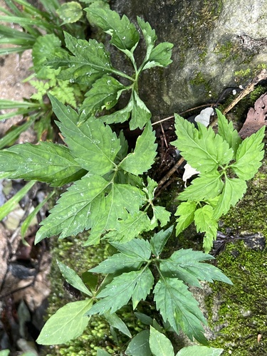 Viola chaerophylloides iNat (2)