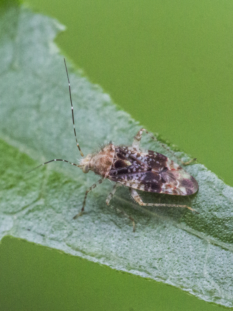 Tinginotum formosanum