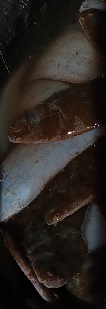 Wedge sole (Dicologlossa cuneata) — Soleidae