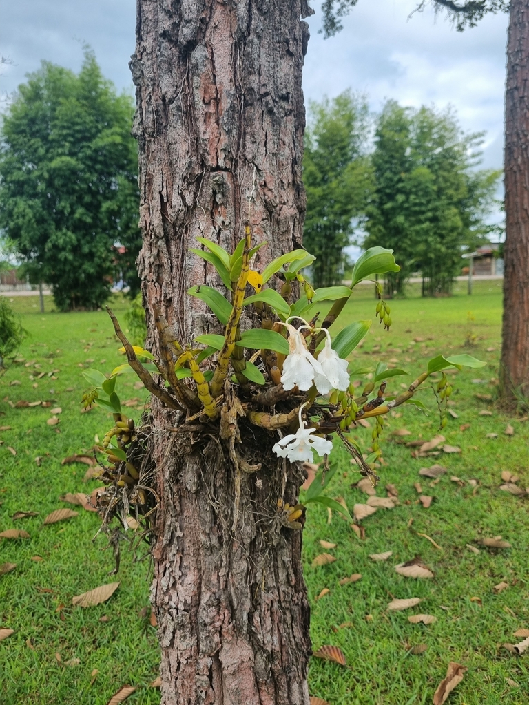 Dendrobium kontumense Gagnep. 3