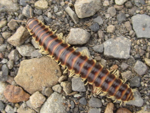 Traveling Cherry Millipede photo 6