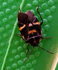 Aplerotus