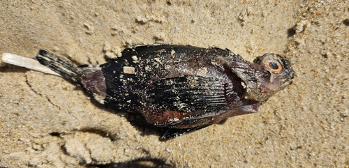 Goblinfish (Glyptauchen panduratus) — Tetrarogidae — 2