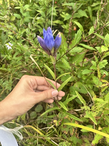 Gentiana triflora (Gentiana triflora)