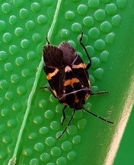 Aplerotus