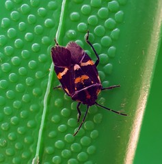 Aplerotus