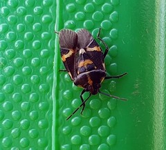 Aplerotus