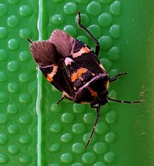 Aplerotus