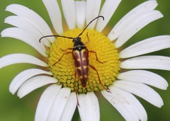 Typocerus velutinus