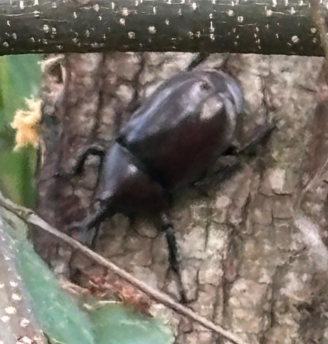 Japanese Rhinoceros Beetle