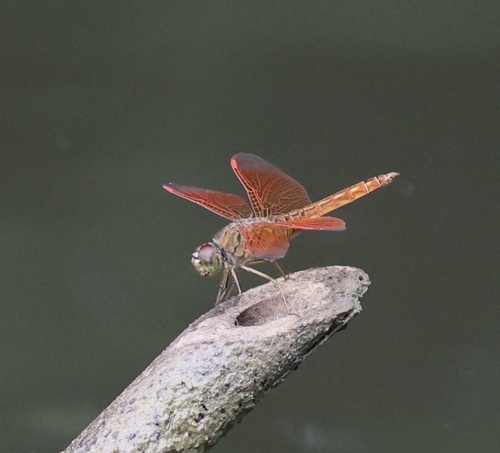 Ditch Jewel
