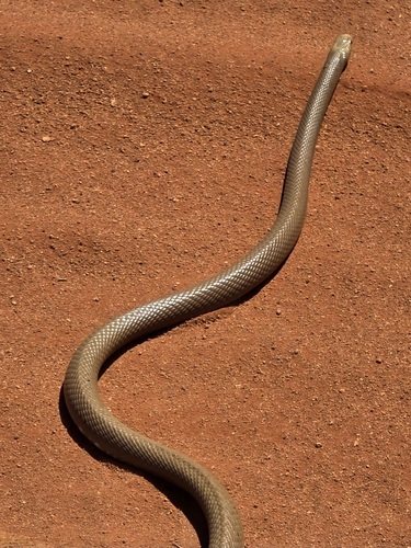 Western Desert Taipan