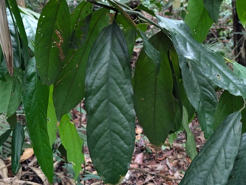 Xanthophyllum vitellinum observed 2025-09-13