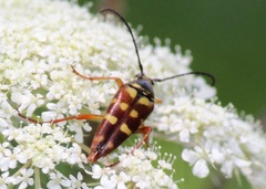 Typocerus velutinus
