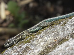 Painted Tree Iguana photo 4