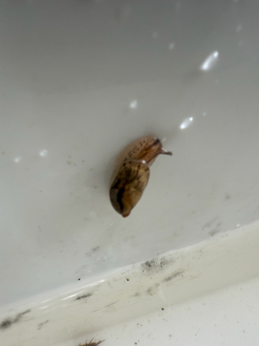 Oxyloma hirasei observed 2025-09-13