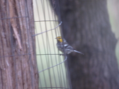 Setophaga chrysoparia