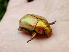 Mimela testaceoviridis