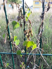 Ipomoea cardiophylla